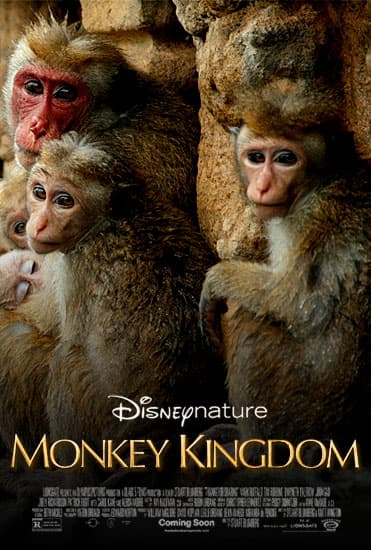 ดูหนังออนไลน์ฟรีเรื่อง Disneynature Monkey Kingdom (2015) อาณาจักรลิง จากป่าไม้สู่ป่าเมือง (ซับไทย) ดูหนังออนไลน์ HD พากย์ไทย HD