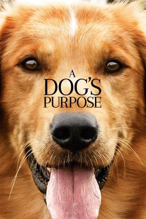 ดูหนังออนไลน์ฟรีเรื่อง A Dog’s Purpose (2017) หมา เป้าหมาย และเด็กชายของผม ดูหนังออนไลน์ HD พากย์ไทย HD