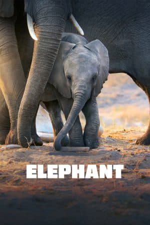 ดูหนังออนไลน์ฟรีเรื่อง Elephant (2020)  อัศจรรย์แห่งช้าง ดูหนังออนไลน์ HD พากย์ไทย HD