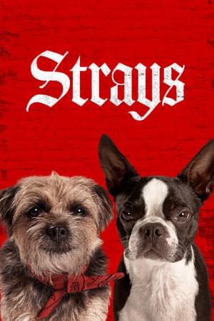 ดูหนังออนไลน์ฟรีเรื่อง Strays (2023) ชีวิตหมาต้องไม่หมา ดูหนังออนไลน์ HD พากย์ไทย HD